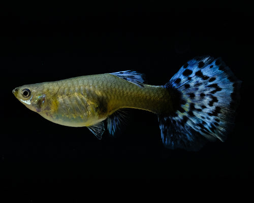 Blue Dragon Guppy