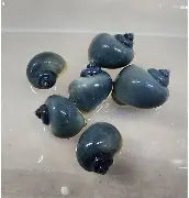 Blue Mystery Snail