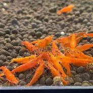 Orange Sunkist Shrimp