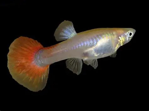 Metal Dumbo Big Ear Guppy