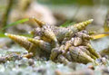 Malaysian Trumpet Snail