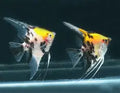 Koi Marble Angelfish