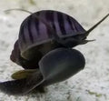 Purple Mystery Snail