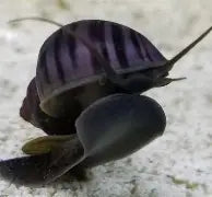 Purple Mystery Snail