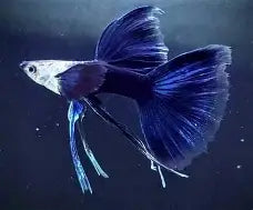 Half Black Blue Ribbon Fin Guppy