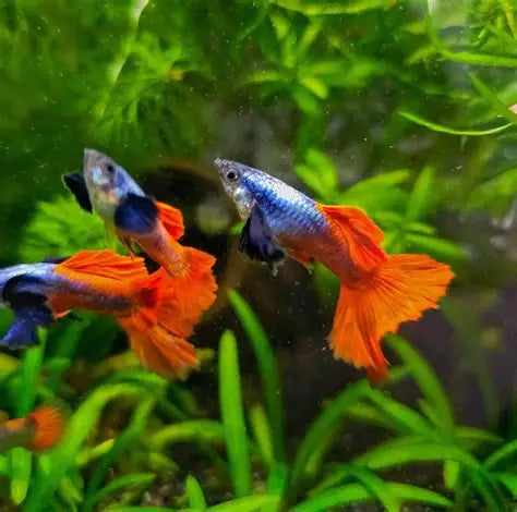 Metal Dumbo Big Ear Guppy