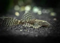 Chocolate Bristlenose Pleco