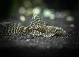 Chocolate Bristlenose Pleco