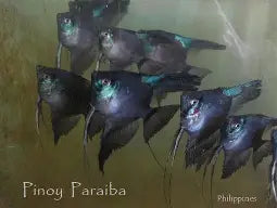 Pariba Pinoy Angelfish