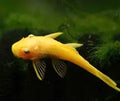 Lemon Blue-Eye Bristlenose Pleco