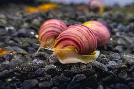 Magenta Mystery Snail
