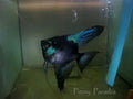 Pariba Pinoy Angelfish