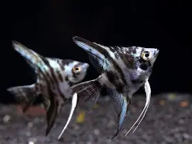 Marble Angelfish