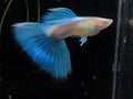 Albino Blue Topaz Guppy