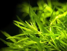 Guppy Grass