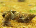 Bladder Snails (Pack of 20)