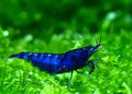 Blue Dream Shrimp