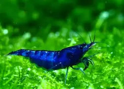 Blue Dream Shrimp
