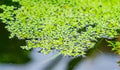 Duckweed