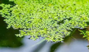 Duckweed