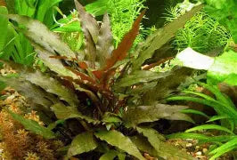 Cryptocoryne