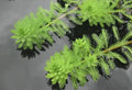 Parrot Feather Pond Plant
