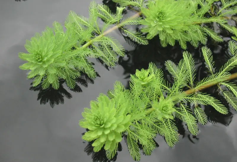 Parrot Feather Pond Plant