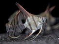 Wild type Angelfish