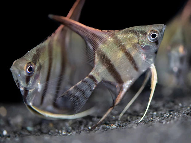 Wild type Angelfish