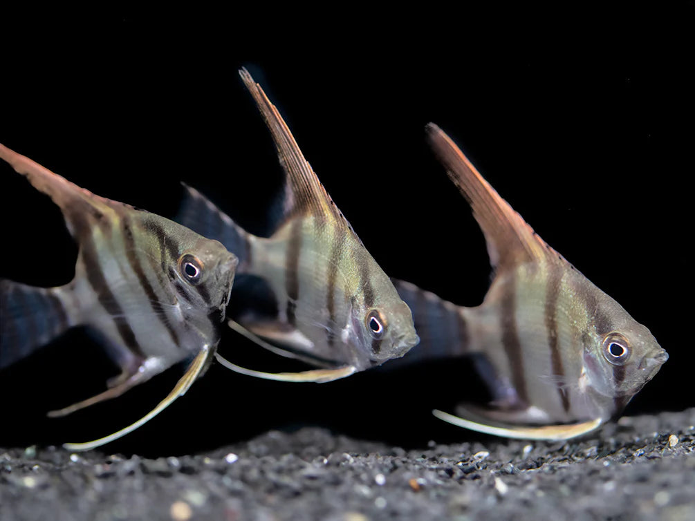 Wild type Angelfish