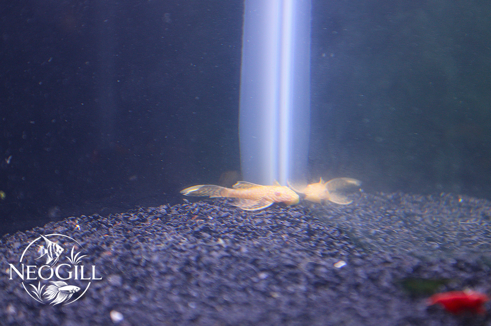 Albino Bristlenose Pleco