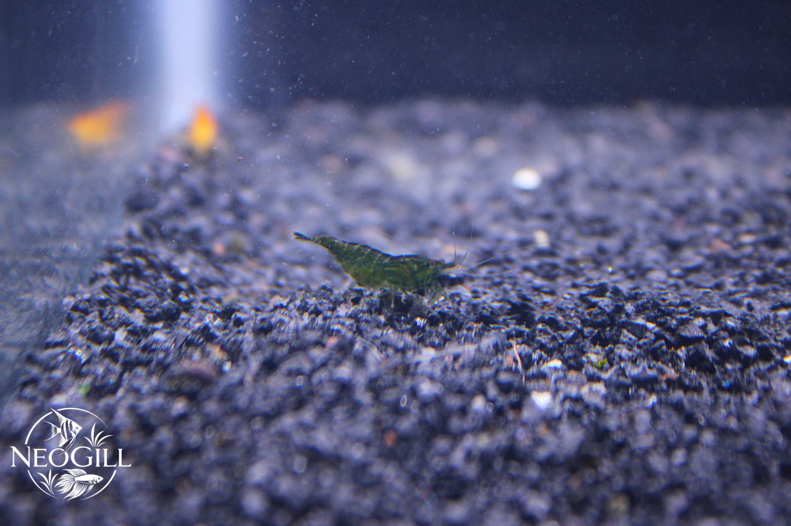 Green Jade Shrimp