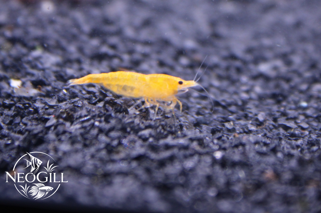 Yellow Cherry Shrimp
