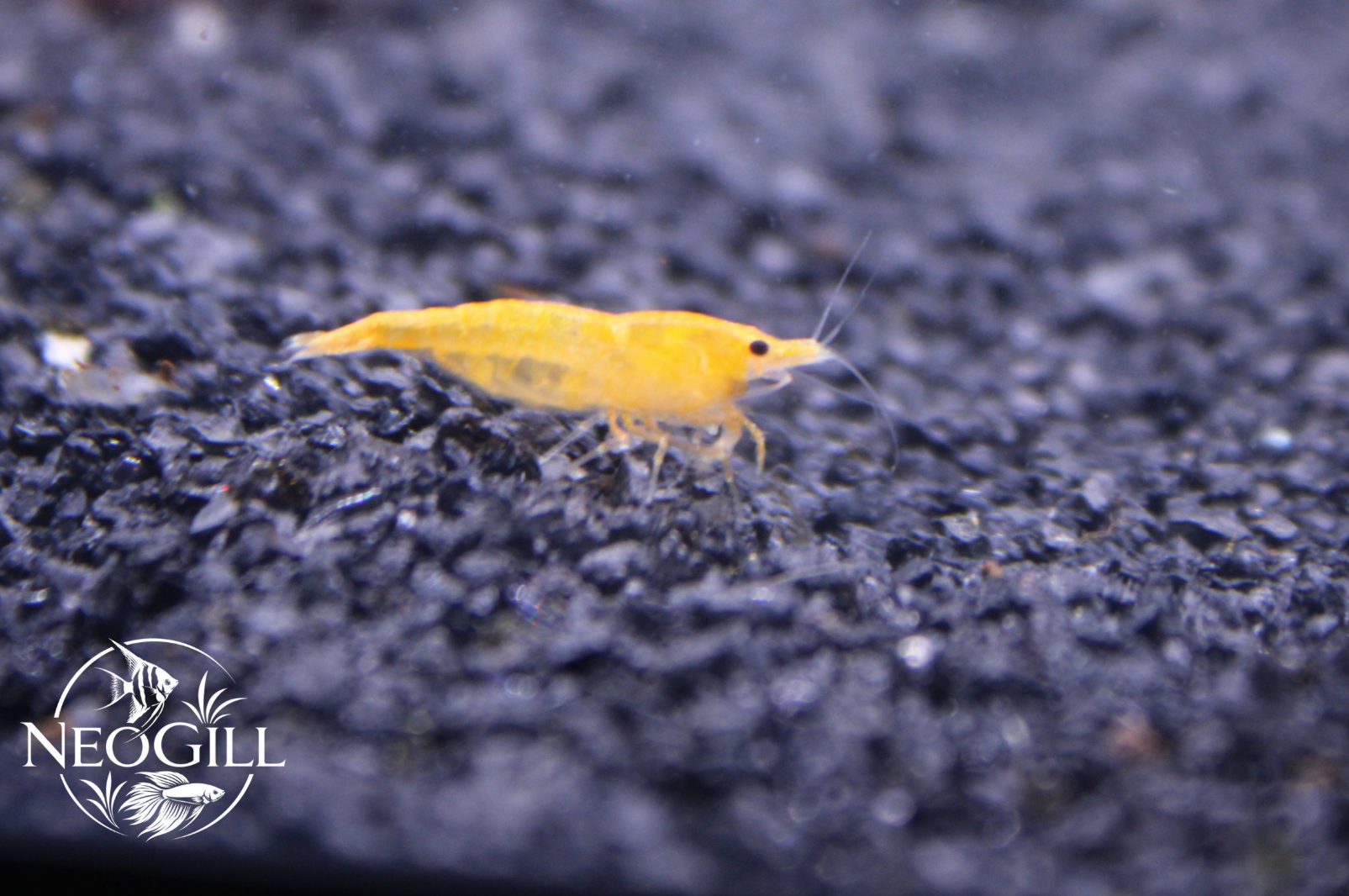 Yellow Cherry Shrimp