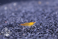 Yellow Cherry Shrimp