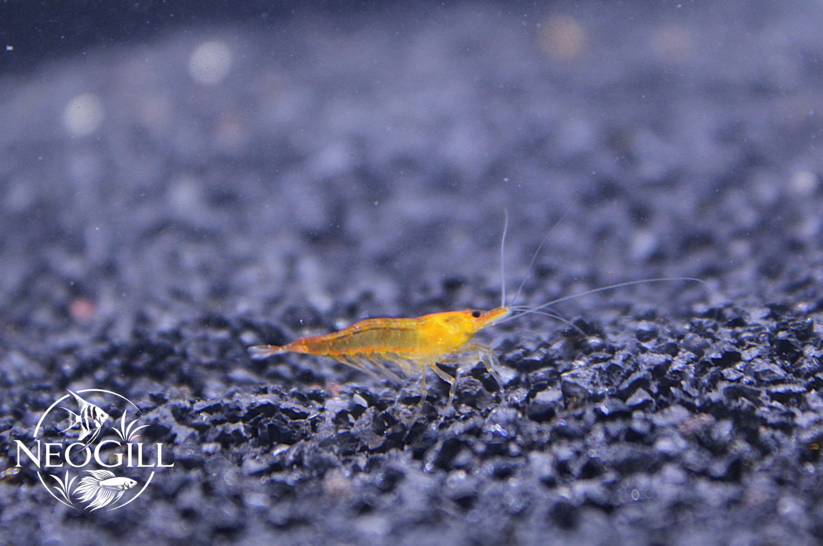 Yellow Cherry Shrimp