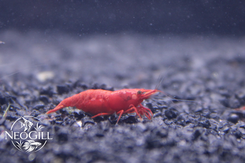 Red Cherry Shrimp