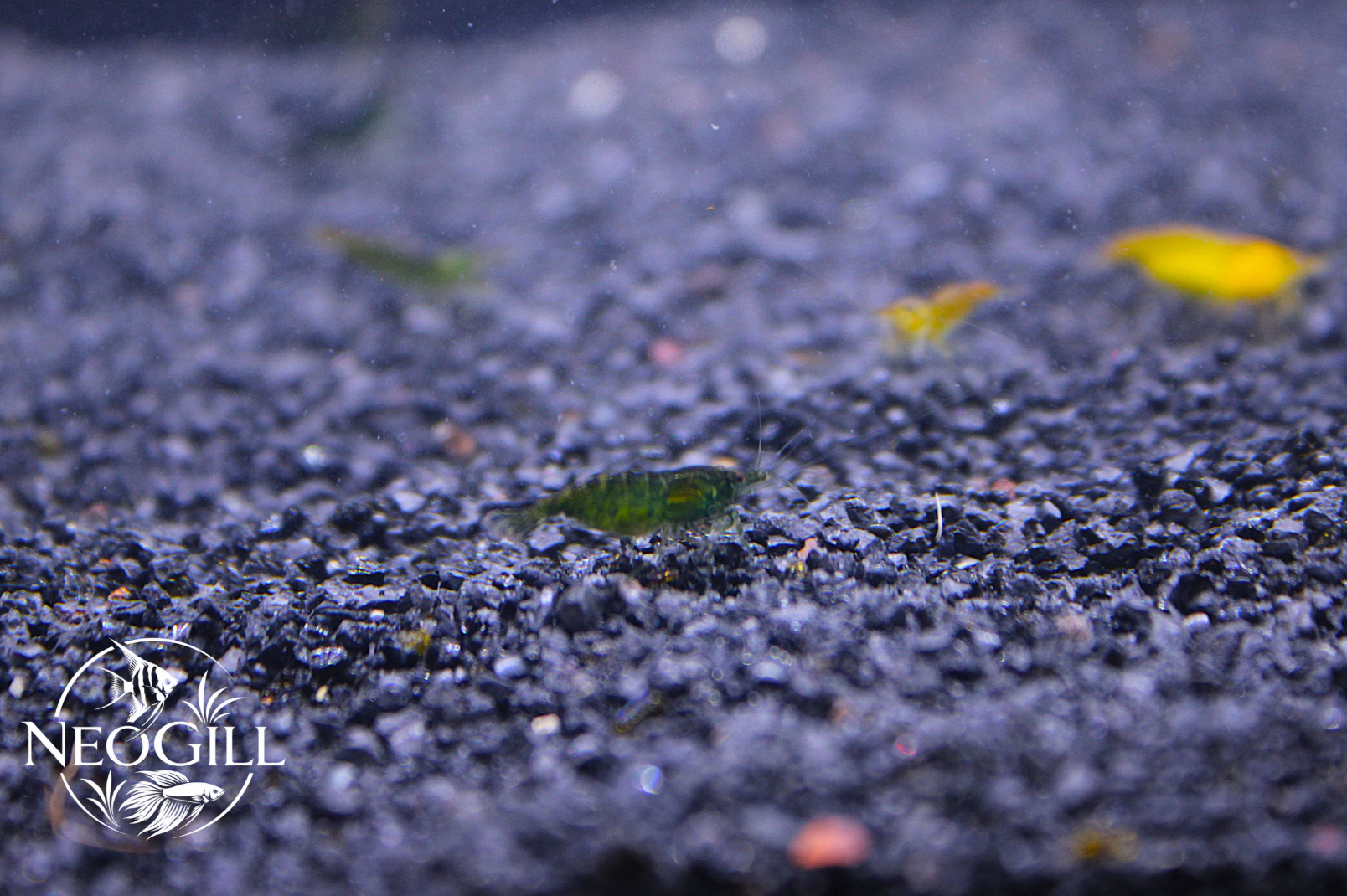 Green Jade Shrimp