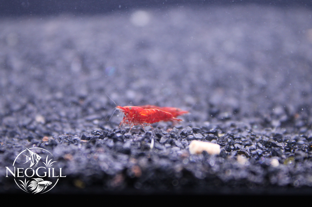 Red Cherry Shrimp