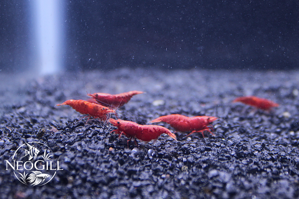 Red Cherry Shrimp
