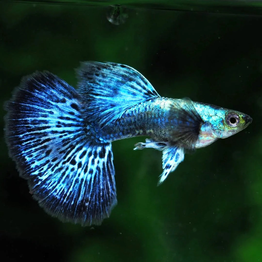 Blue Dragon Guppy