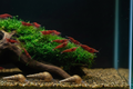 Shrimp Tank Starter Pack