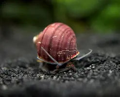 Purple Mystery Snail