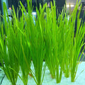 Vallisneria (Val)