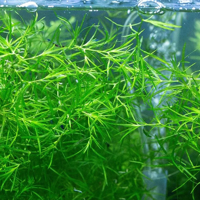 Guppy Grass